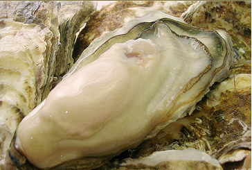 旬の魚、教えます！其の一　～牡蠣（かき）編～