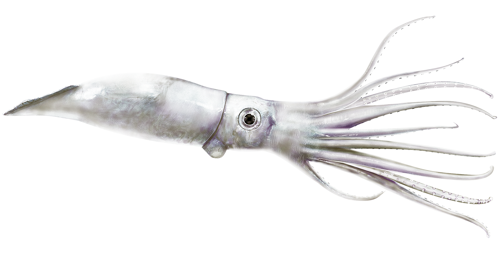 ダイオウイカはおいしイカ？ミステリアス深海魚グルメ！