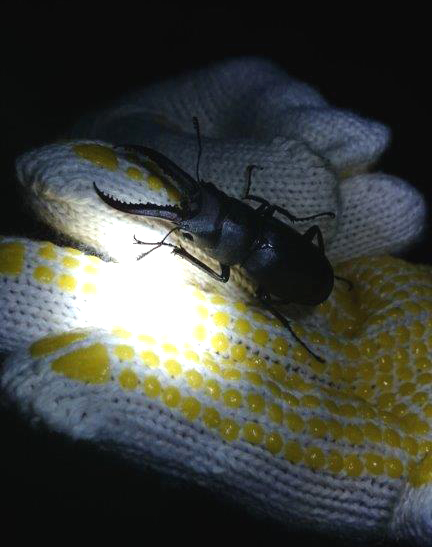 目指せ、クワガタ100匹捕獲！！