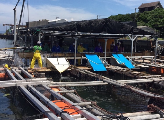 ざうおの鯛ってどこから来てるの？～養殖場見学・関西編～