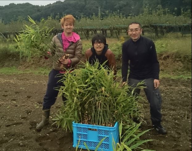 生姜を収穫して自家製ジンジャーエールを作ろう！【前編】