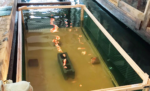 いけす改造計画～アジ引っかけ編～