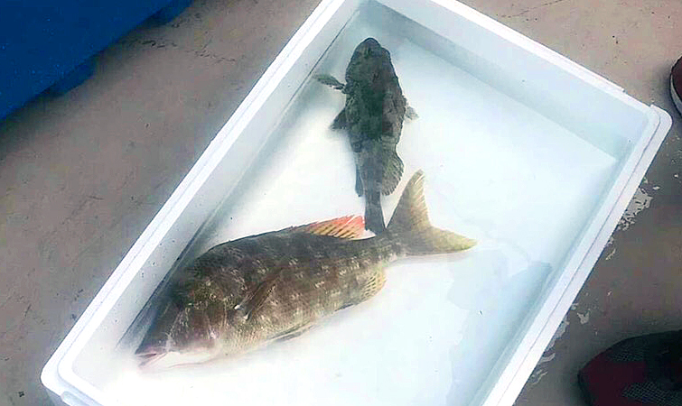 離島から眠った魚を運ぶ！～旅するおさかなプロジェクト！～