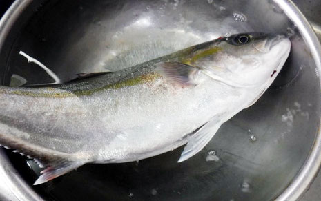しょうたのデッドオアアライブ釣行記 ～魚を扱う人間が考える熟成を前提にした魚の処理～