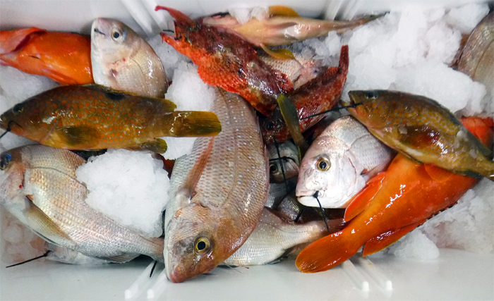 天神店オフショア釣り人応援プロジェクト・その後