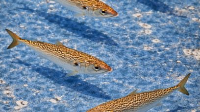 【難波本店】難波で釣って楽しい！食べて美味しい！泳ぎサバ入荷中