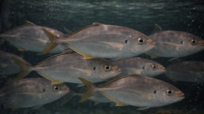 【難波本店】毎週月曜日は必見！シマアジ大量入荷｜難波で釣って味わう極上海鮮体験