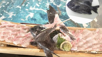 【難波本店】磯の王様！石垣鯛入荷！釣って楽しむ春宴会も受付中🌸