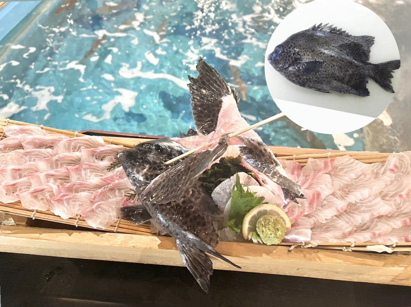 【難波本店】旨味たっぷり大あさり入荷！釣って楽しむ春宴会も受付中🌸