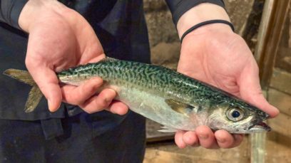 【渋谷店】【期間限定】活サバ＆活石鯛入荷しました！！ 今だけの旬の味をざうお渋谷でご堪能下さい🎣